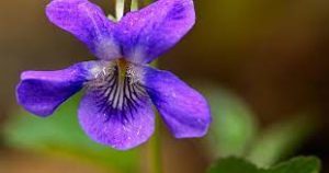 La subtilité de la violette se décline sous toutes les formes : véritables pétales cristallisés, bonbons acidulés, moutarde à la violette, chocolat et thé...