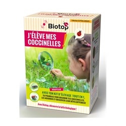 kit d'élevage de coccinelles
