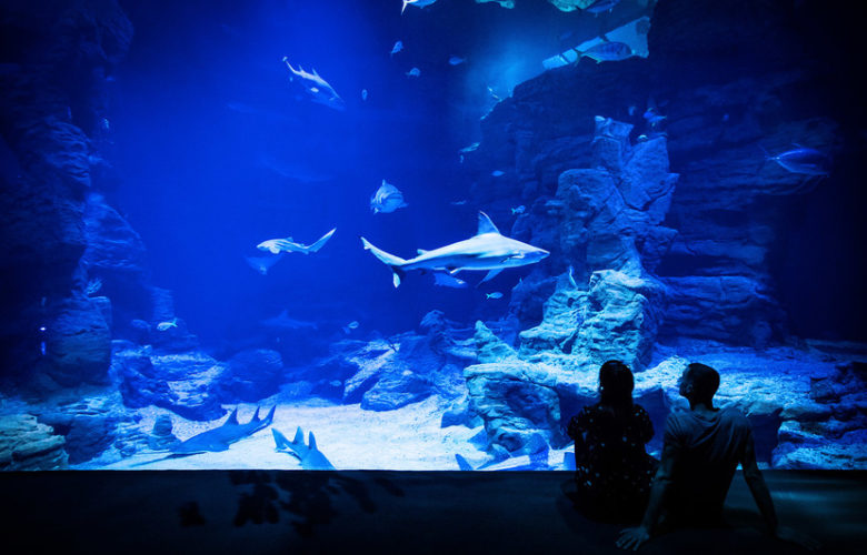 2-ocean-2