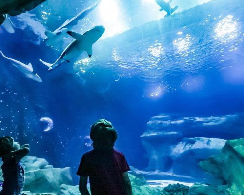 357714-loup-preserve-les-oceans-a-l-aquarium-de-paris-les-photos